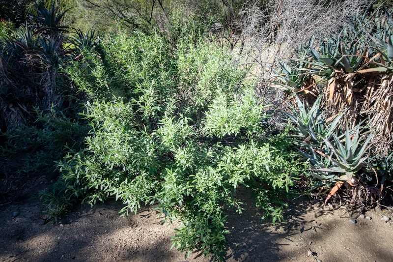Black Sage