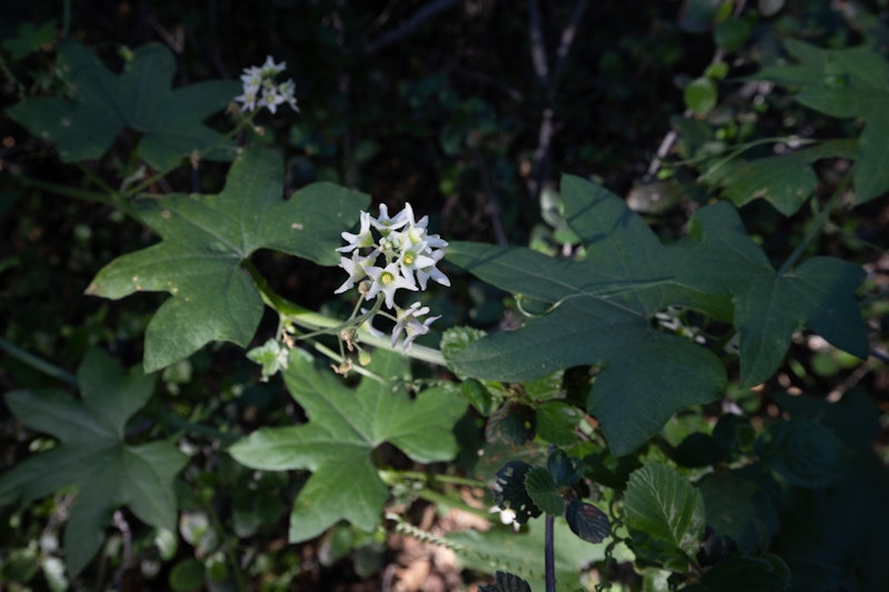 Wild Cucumber