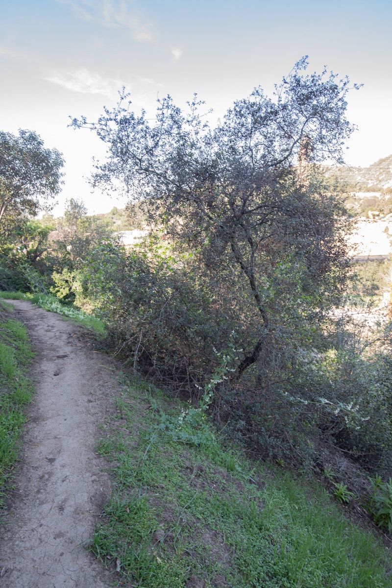 Oak with Wild Cucumber