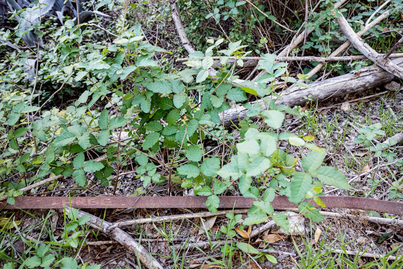 Poison Oak (Toxicodendron diversilobum)