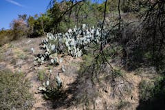 Prickly Pear Cactus (Opuntia)