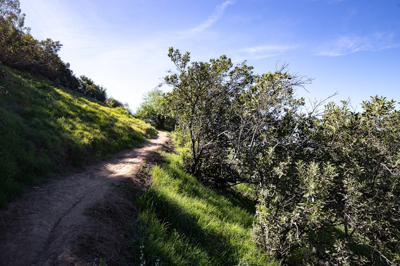 Path, with trees and grass