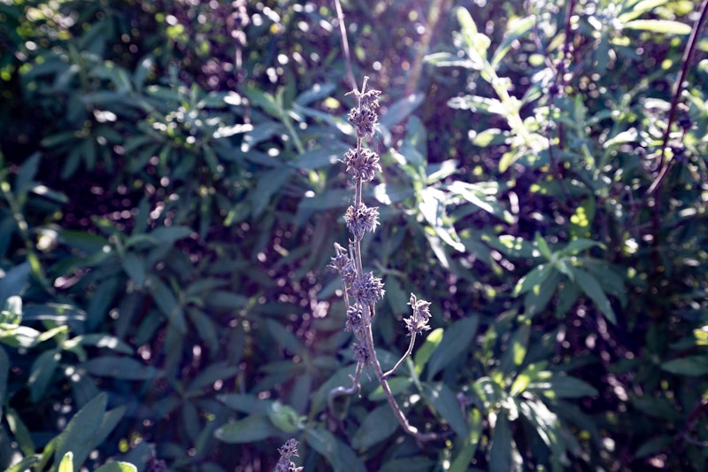 Black Sage (Salvia mellifera)