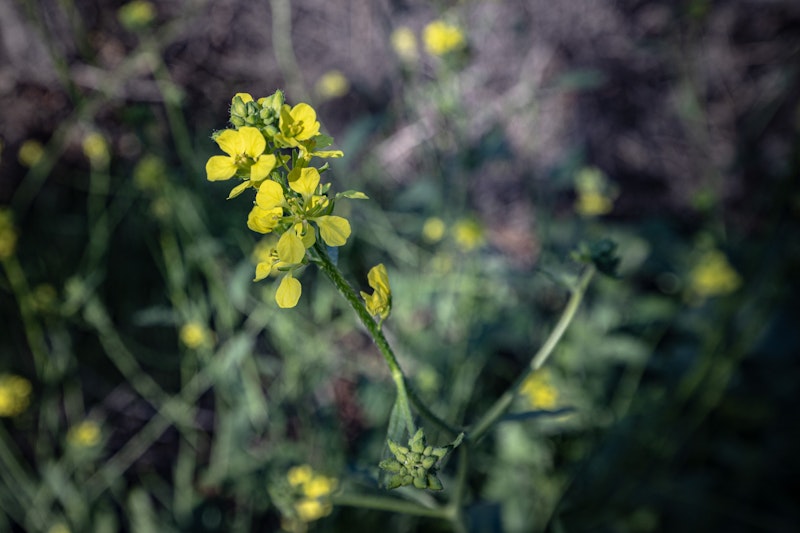 Yellow Mustard