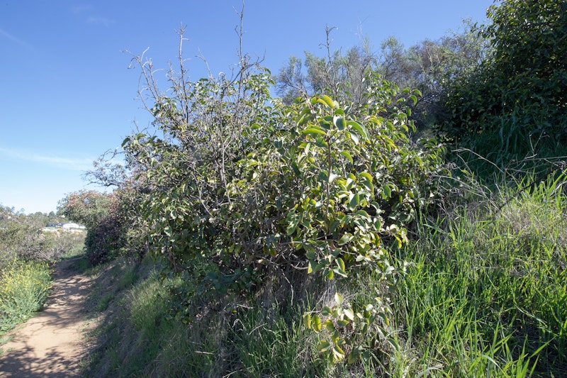 Sugar Sumac (Rhus ovata)