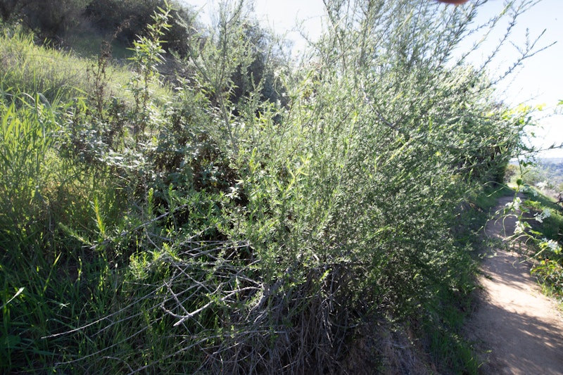 California Buckwheat (Eriogonum fasciculatum)