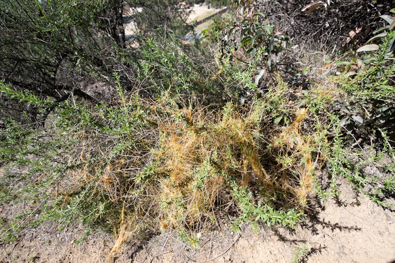 Dodder (Cuscuta)