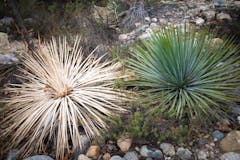 Chaparral Yucca (Hesperoyucca whipplei)