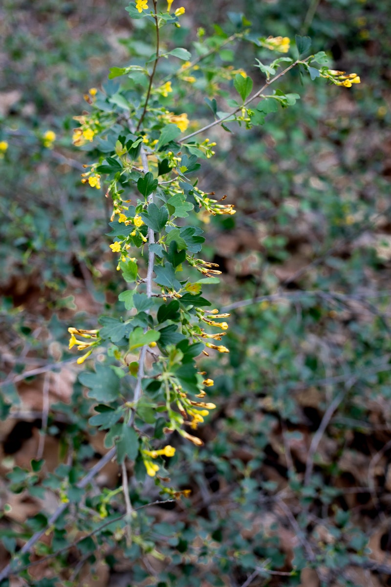 Golden Currant (Ribes aureum)