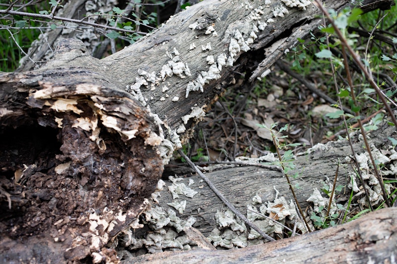 Bracket Fungi
