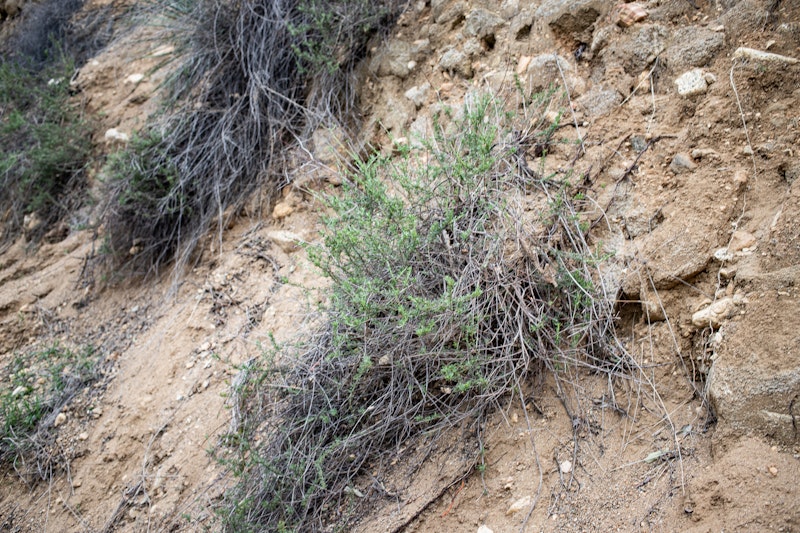 California wild buckwheat (Eriogonum fasciculatum)