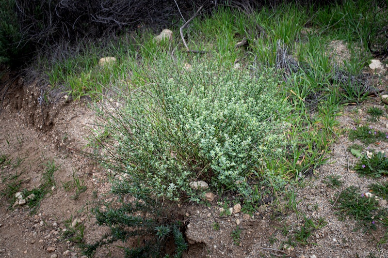 California Buckwheat