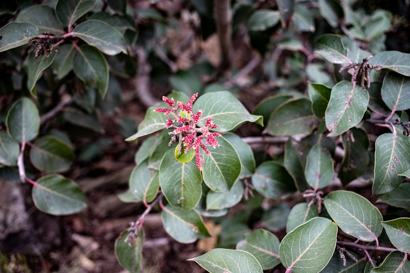 Sugar Sumac (Rhus ovata)
