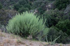 Artemisia Californica (California Sagebrush)