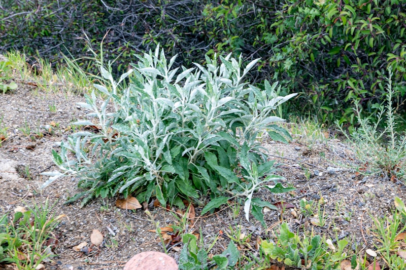 Salvia Apiana (White sage)