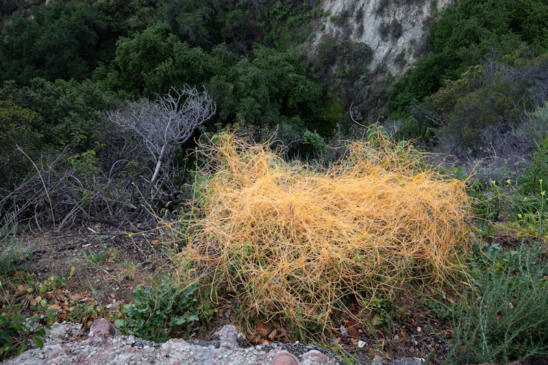 Cuscutta (Dodder)