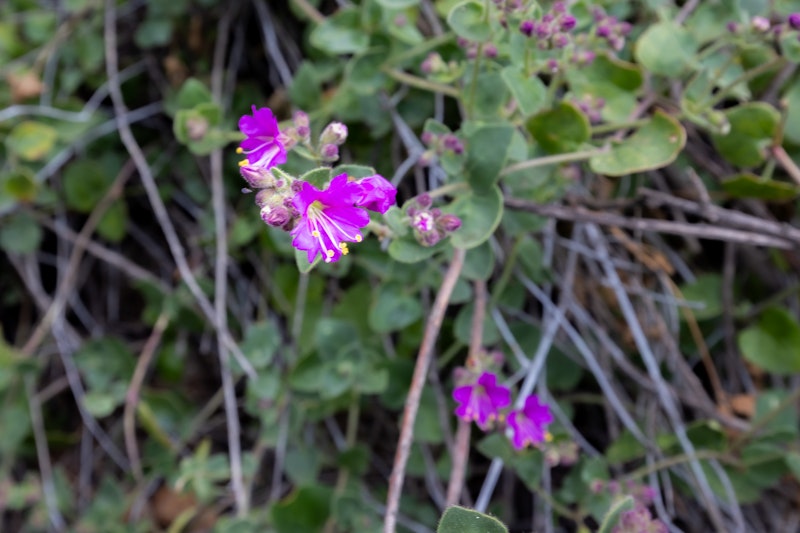 Mirabilis laevis (Wishbone Bush)