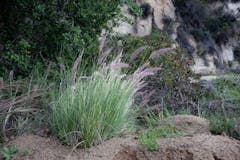 Pennisetum setaceum (Fountain Grass)