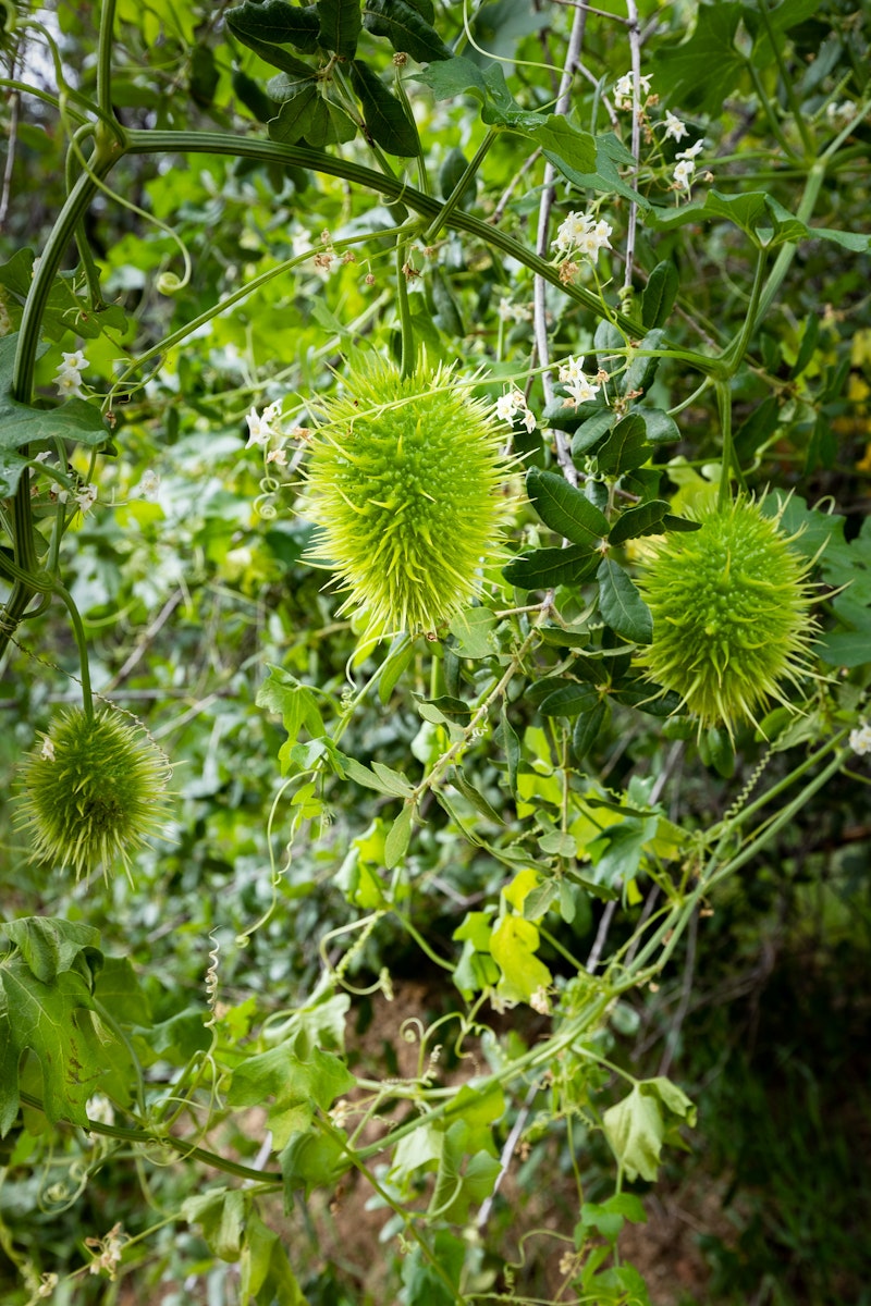 Marah macrocarpa "The Cucamonga Manroot" or "Bigroot"
