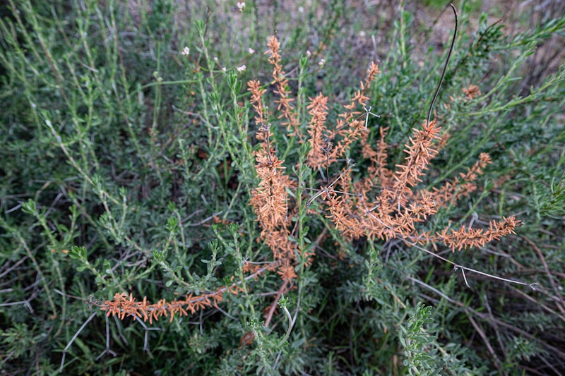 Eriogonum fasciculatum (California Buckwheat)
