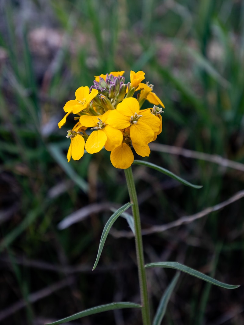 Erysimum capitatum (Sanddune Wallflower)