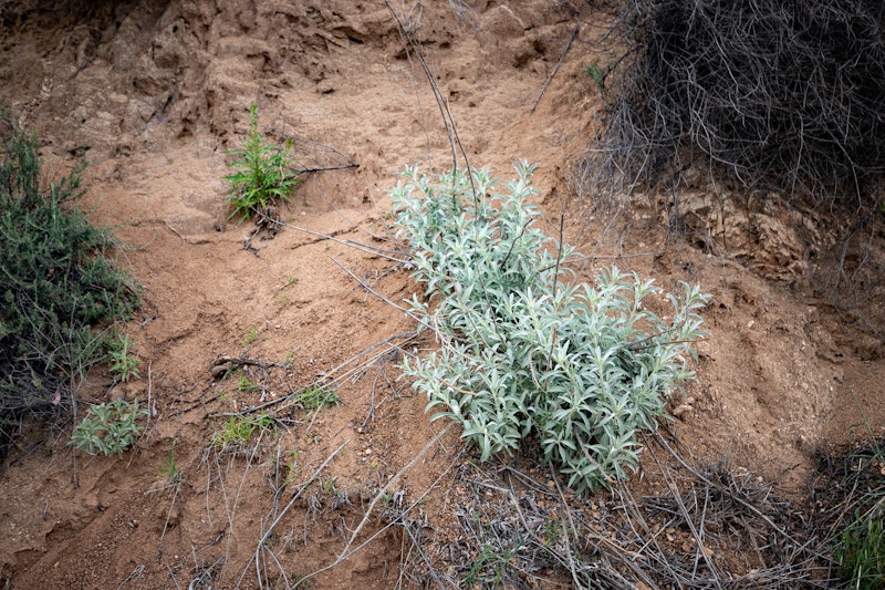 Salvia apiana (White Sage)