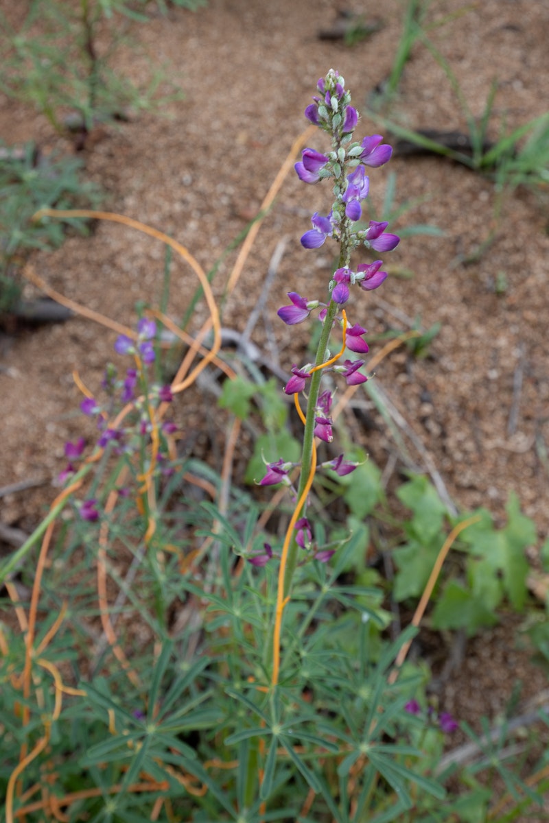 Lupinus (Lupine)
