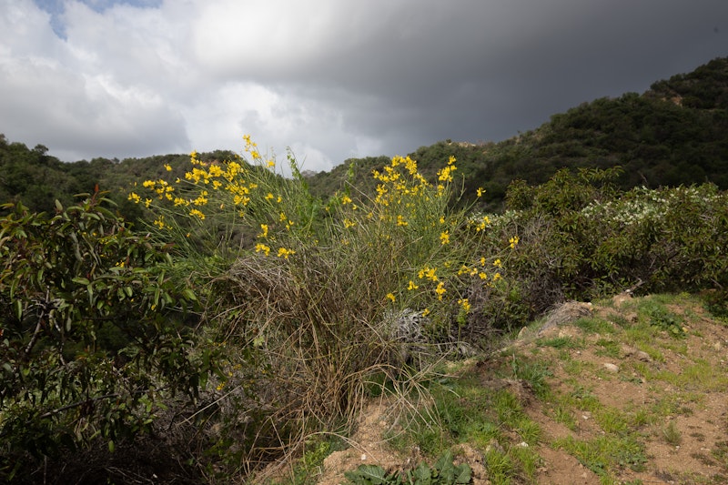 Genista hispanica (Spanish Broom)