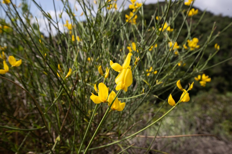 Genista hispanica (Spanish Broom)