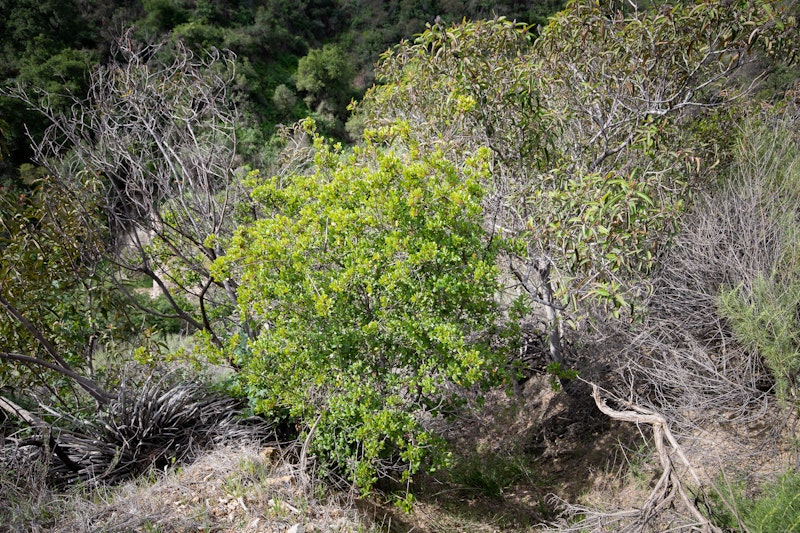 Rhamnus ilicifolia (Hollyleaf Redberry)