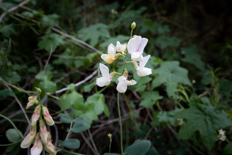 Lathyrus vestitus (Pacific Pea)