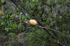 Oak Gall on a Scrub Oak (Quercus berberidifolia)