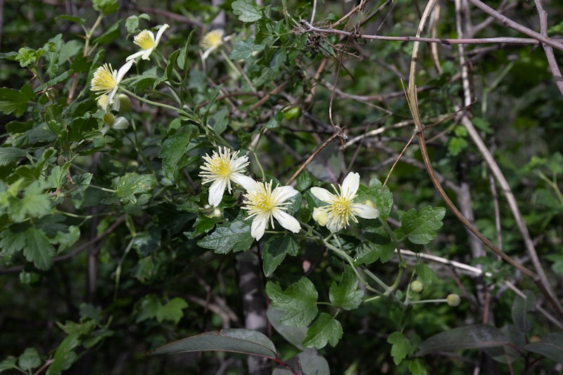 Clematis