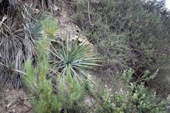 Heperoyucca Whipplei (Chaparral yucca)