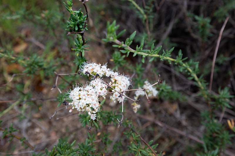 California Wild Buckwheat