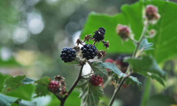 Blackberries, an edible, California native plant