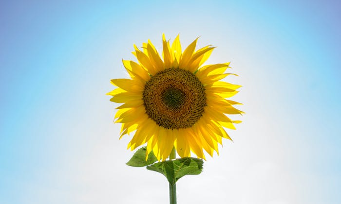 A single sunflower head