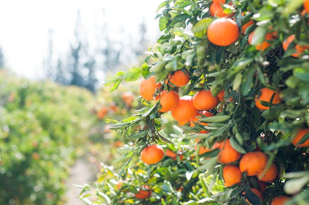 Orange tree, representing food plants