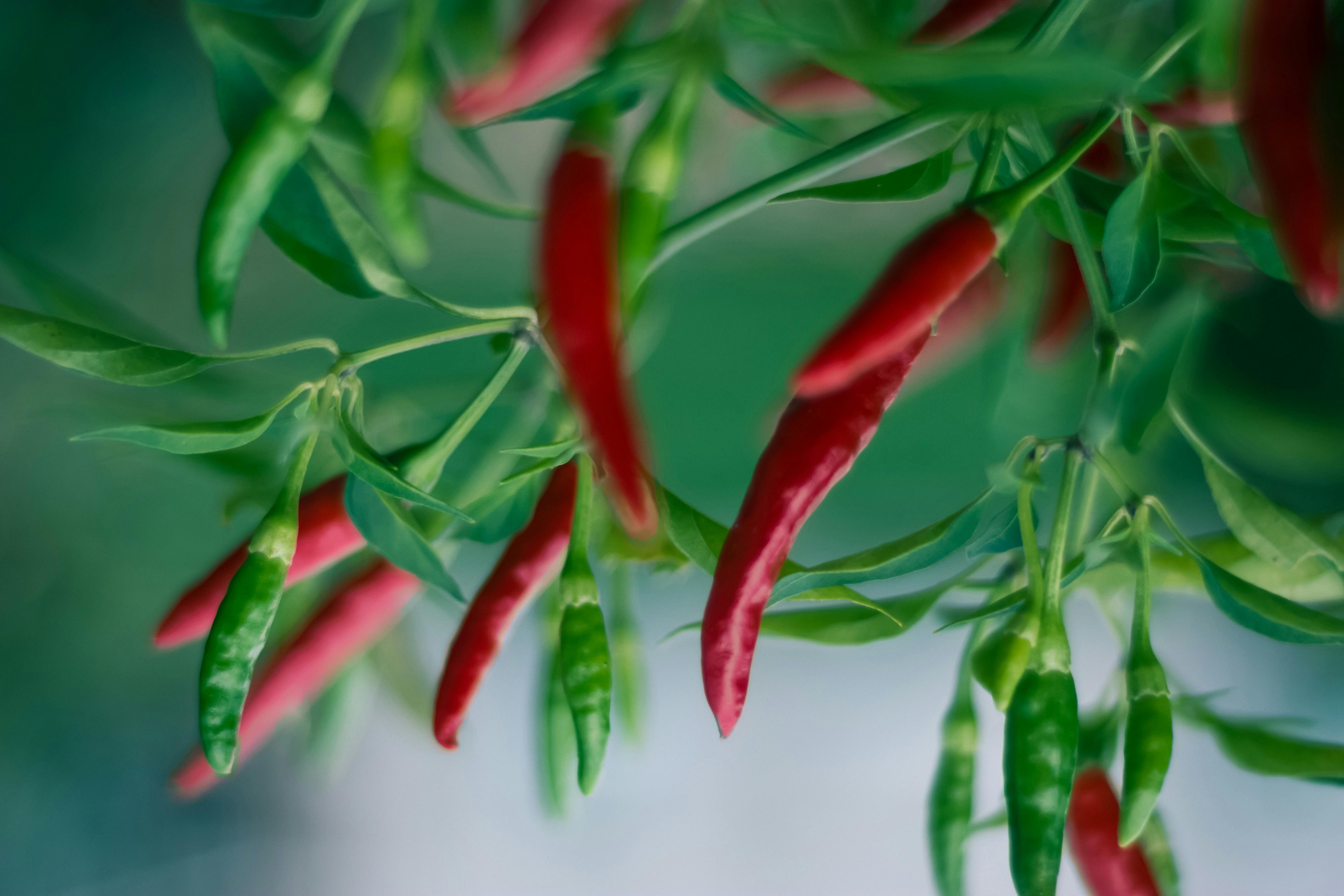 chilies