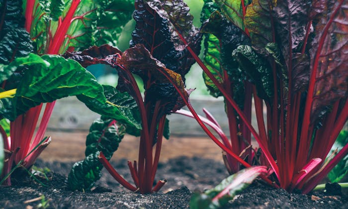 Swiss chard, a leafy vegetable that grows well in a backyard garden