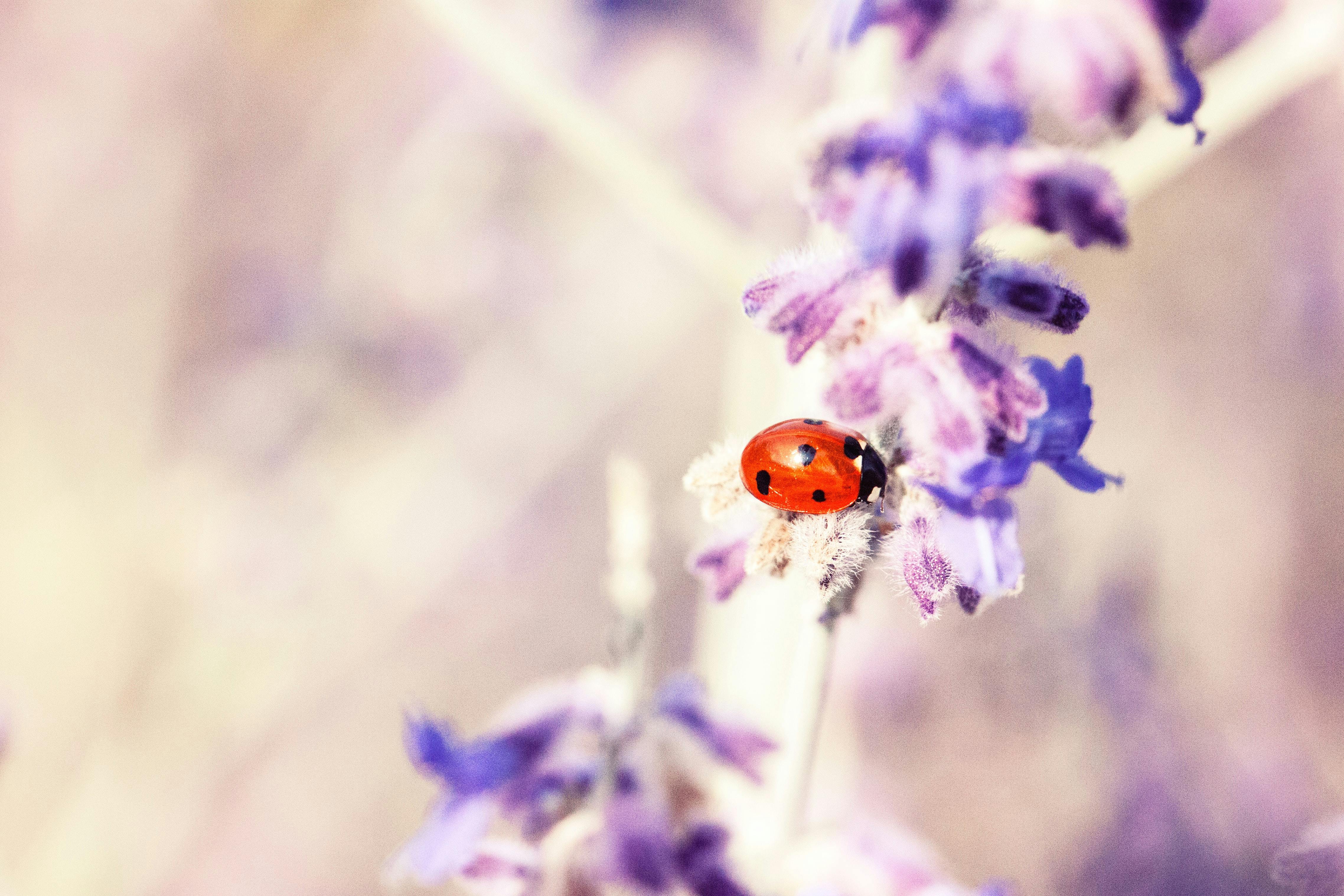 Ladybug on salvia