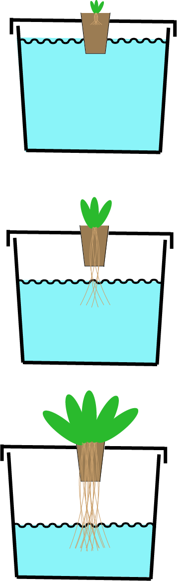 Simple, basic hydroponics setup