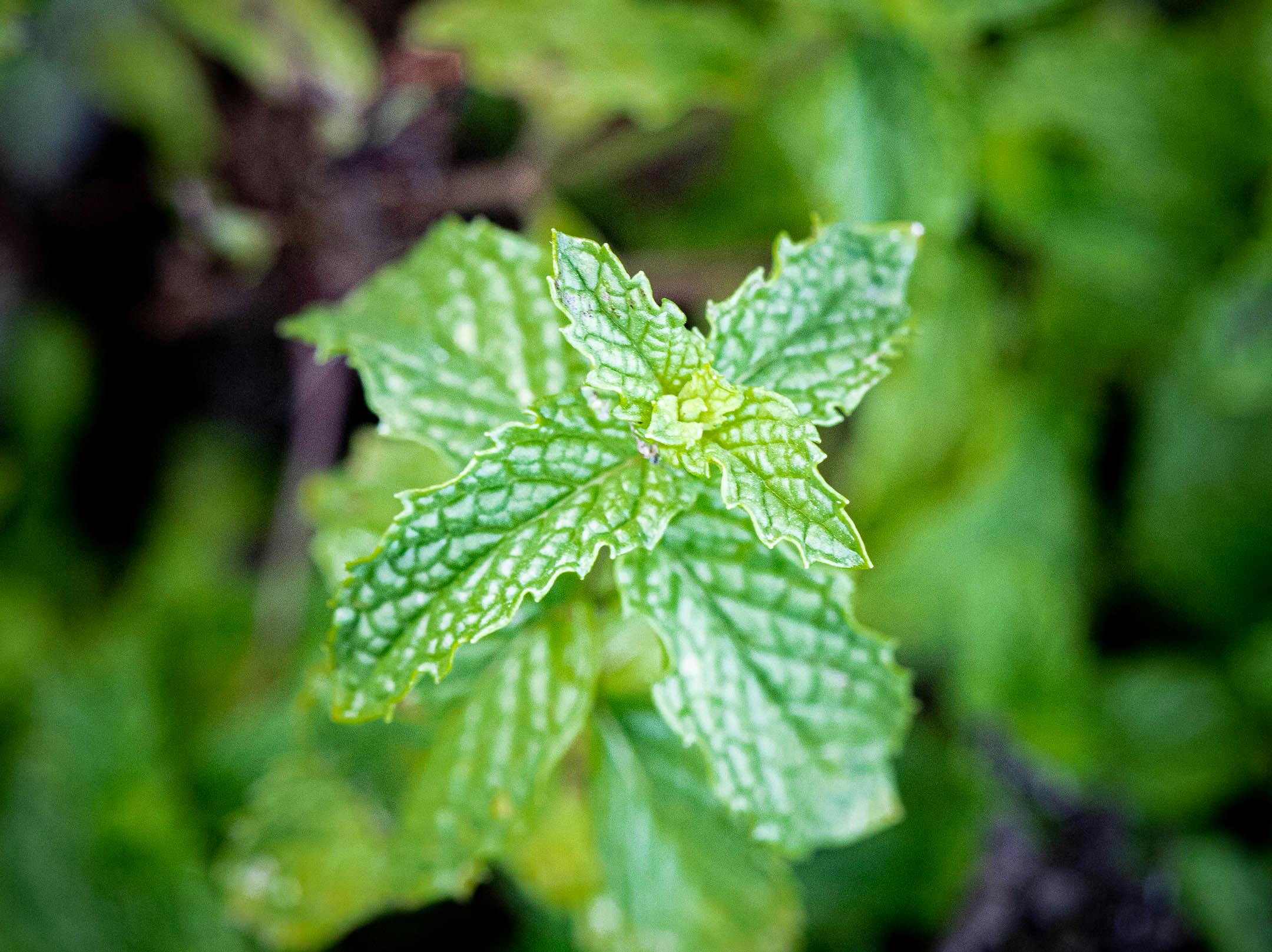 Growing Mint