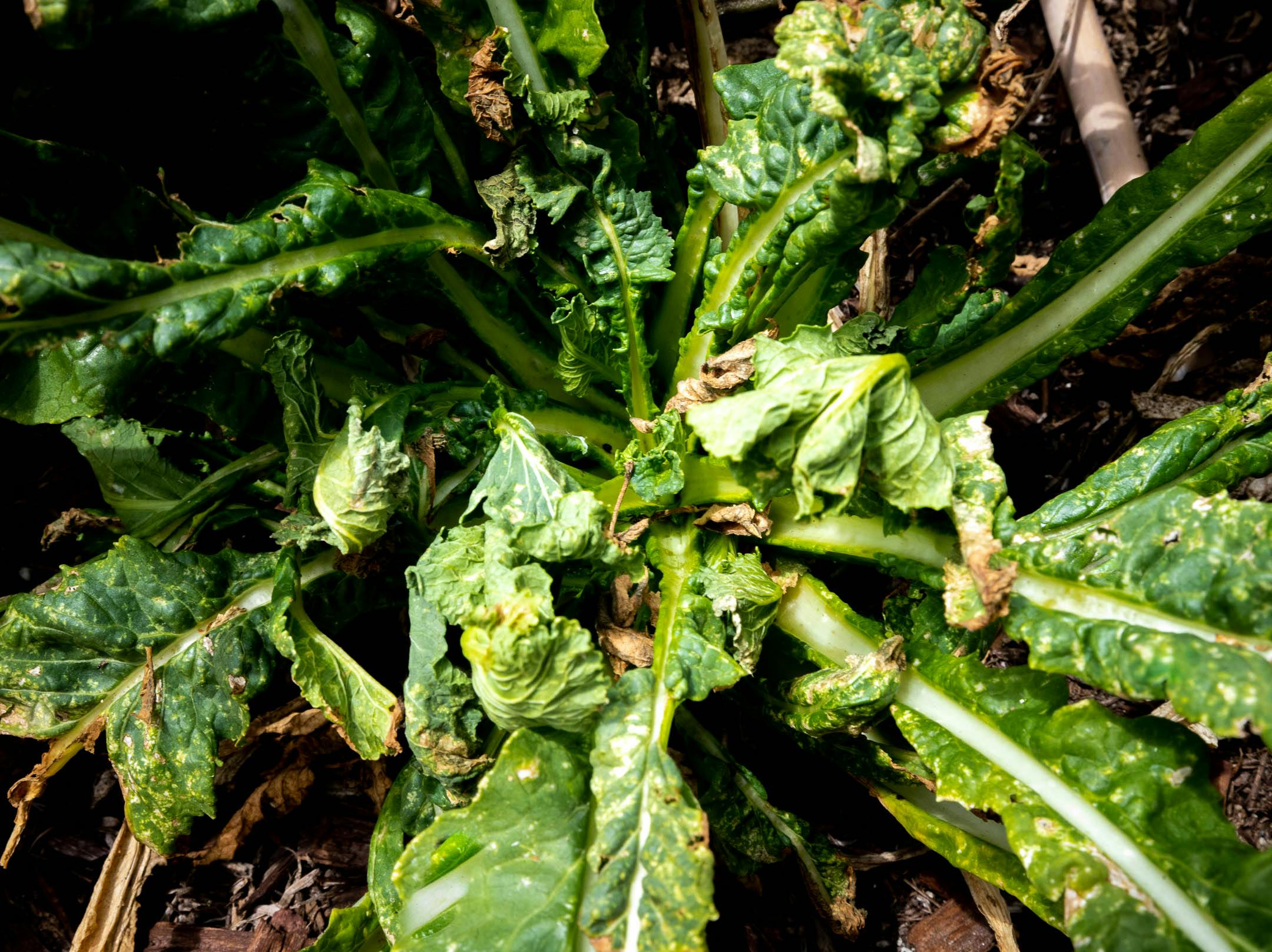 How to Grow Mustard Greens