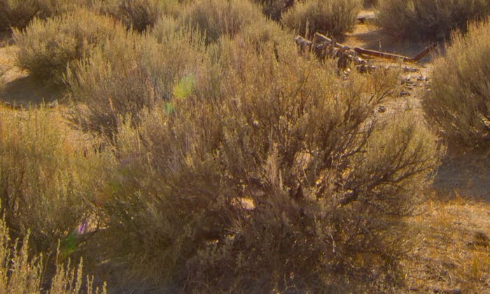 Artemisia californica (California Sagebrush)