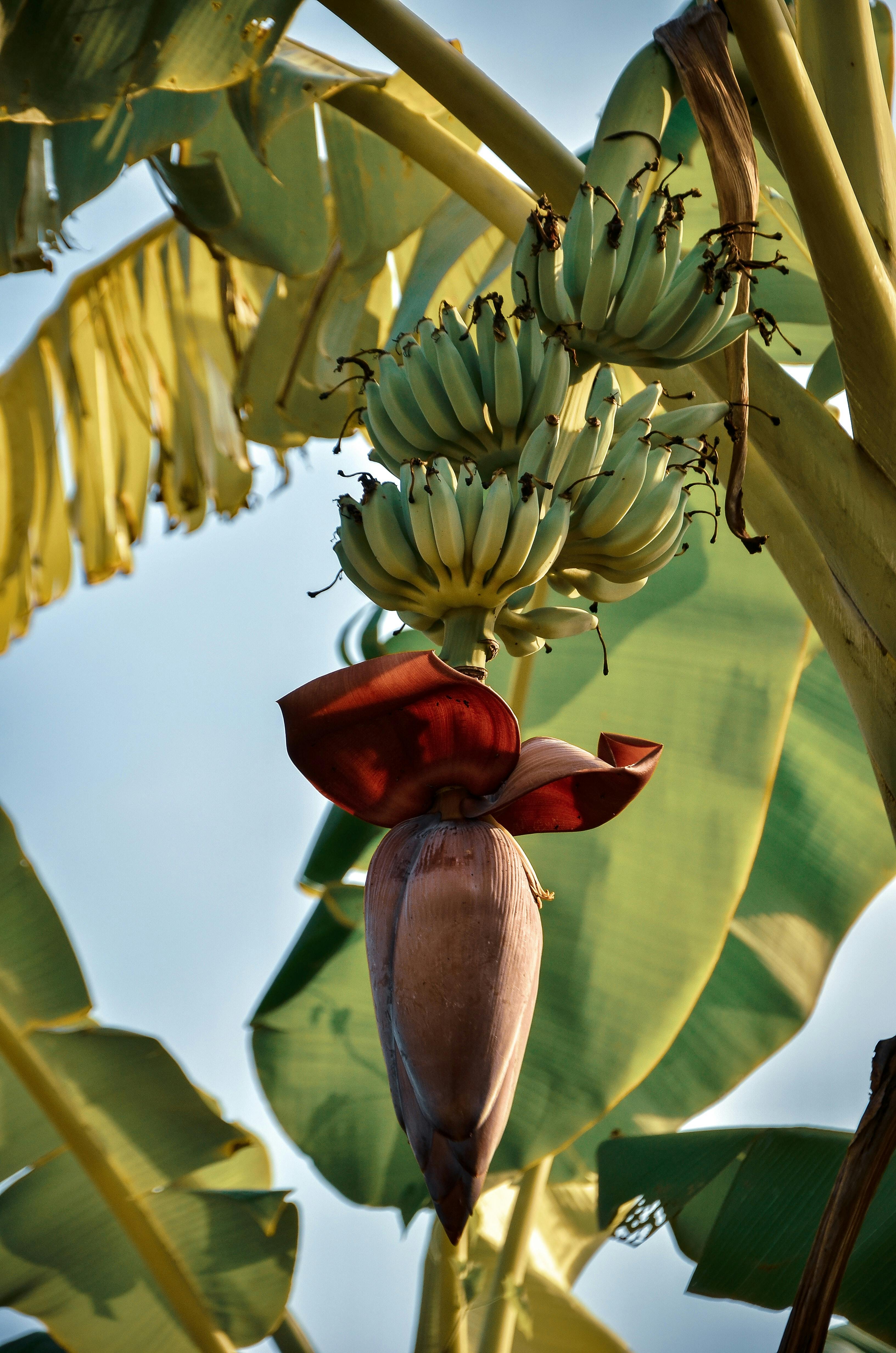 Banana tree with bananas and a flower