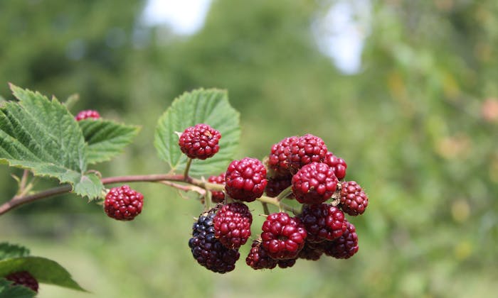 Blackberries ripening on a cane