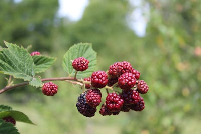 Blackberries on a cane
