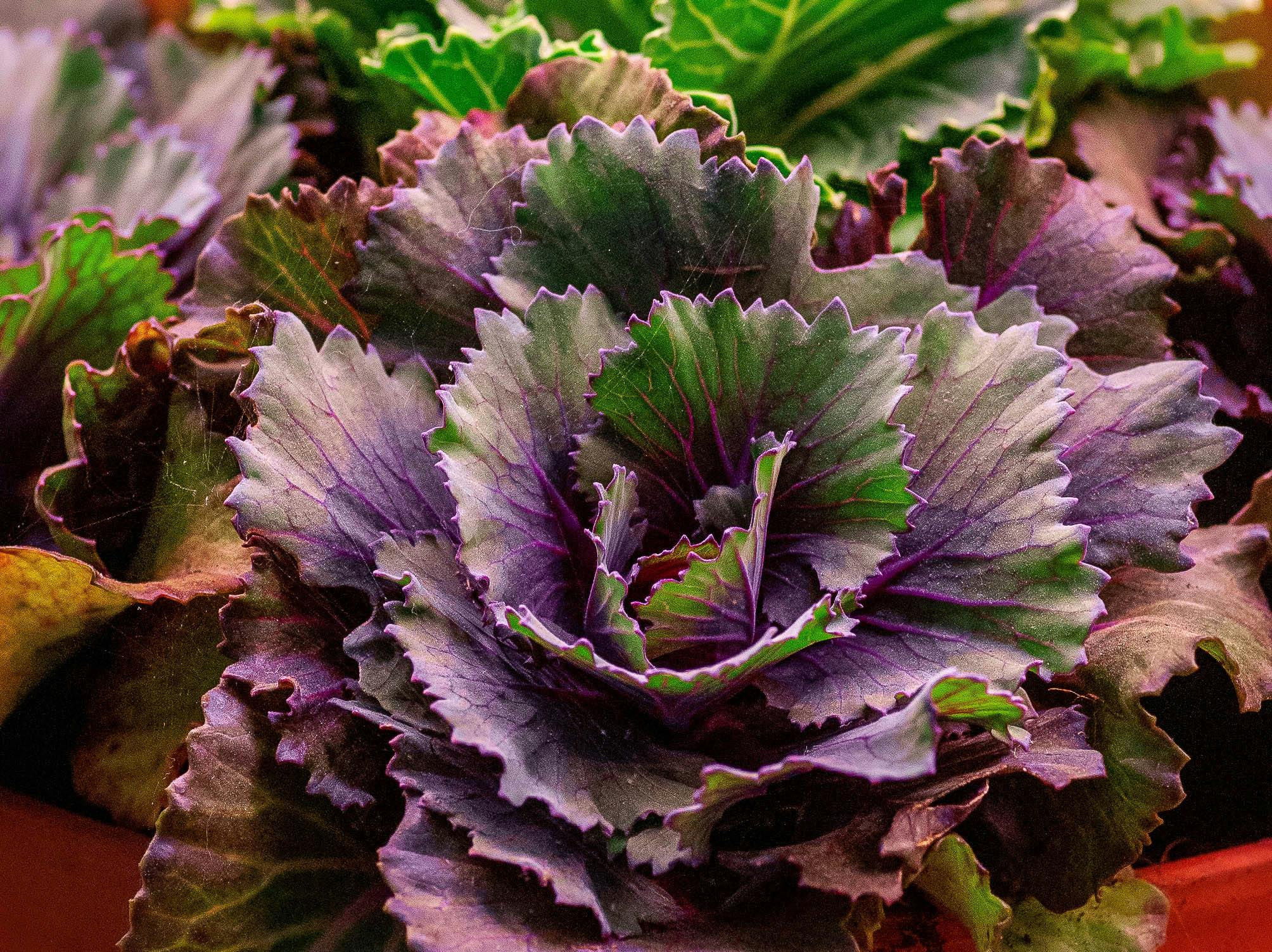 What to Plant This Fall in Southern California