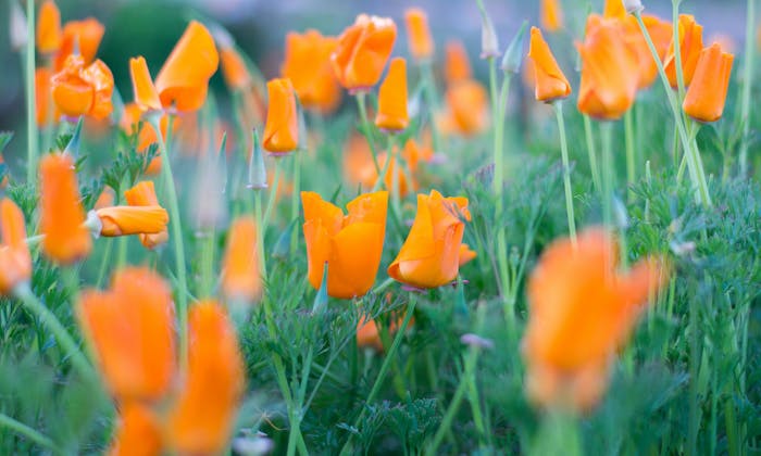 California Poppies in a field